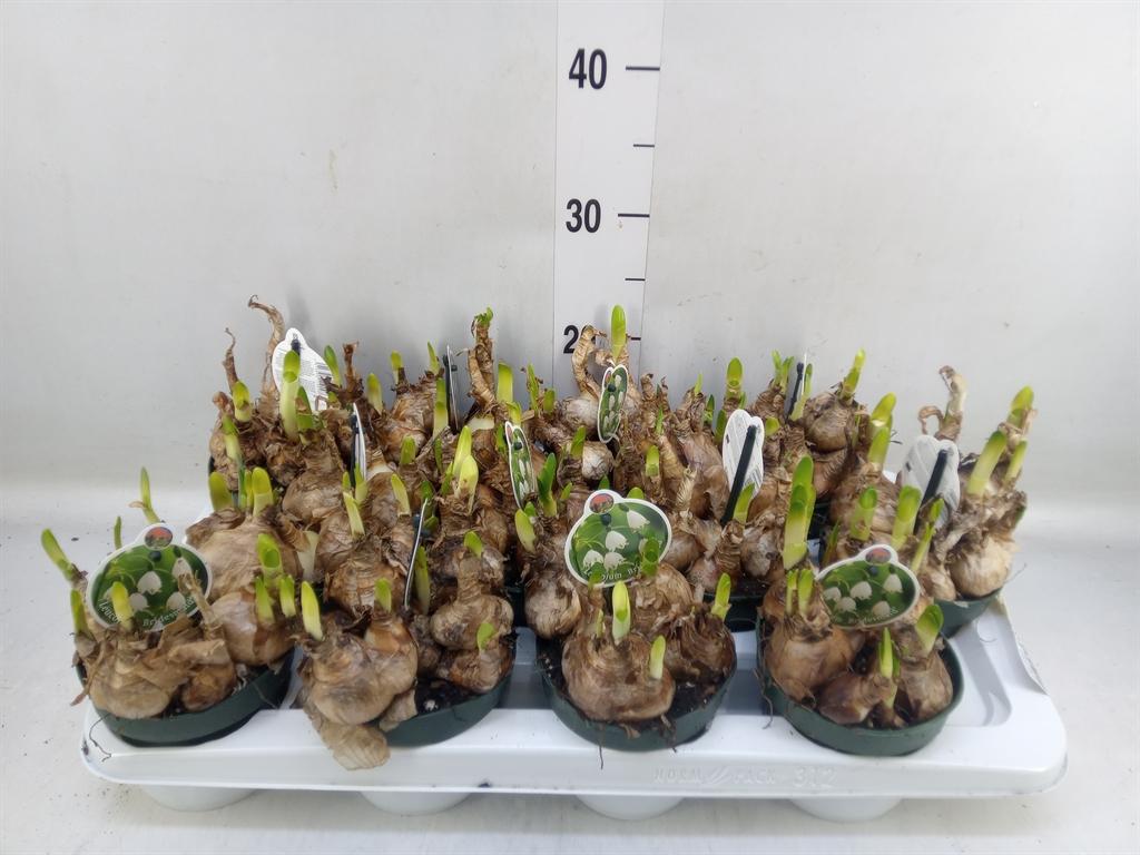 Горшечные цветы и растения оптом Leucojum Aestivum от 12шт из Голландии с доставкой по России