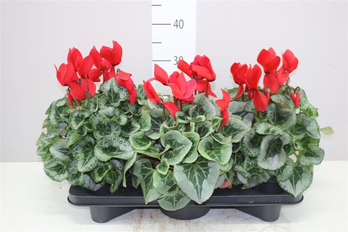 Горшечные цветы и растения оптом Cyclamen Gr Super Mammoth Rood Bontbladig от 3шт (для телеги) из Голландии с доставкой по России