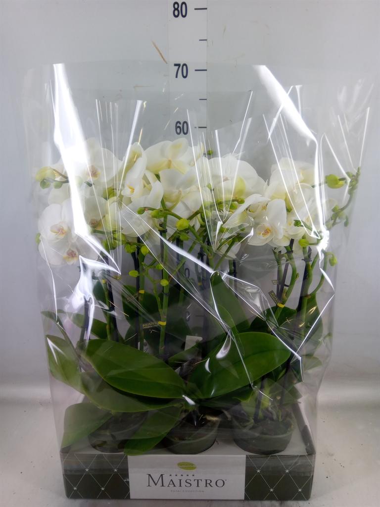Горшечные цветы и растения оптом Phalaenopsis   ...white от 6шт' из Голландии с доставкой по России