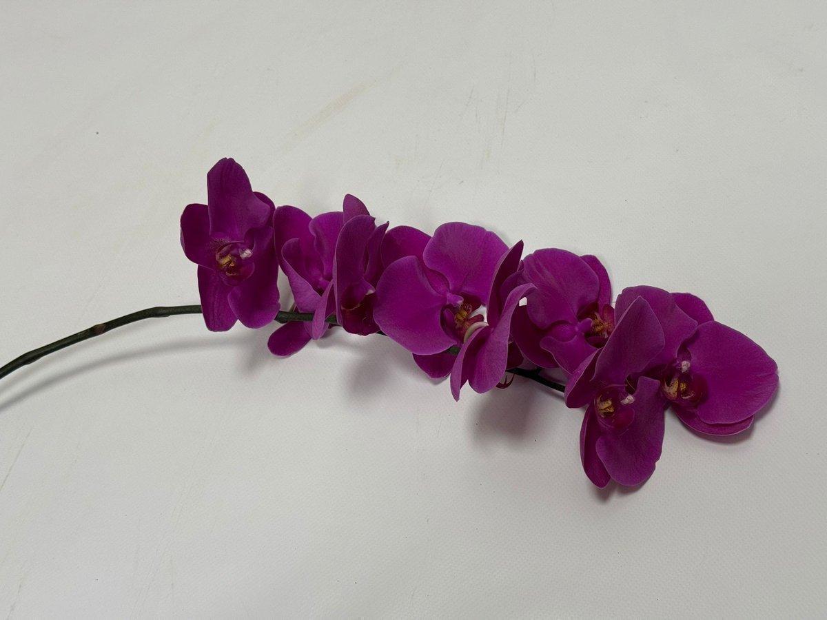 Срезанные цветы оптом Phalaenopsis chiangmai (per stem) от 18шт из Голландии с доставкой по России