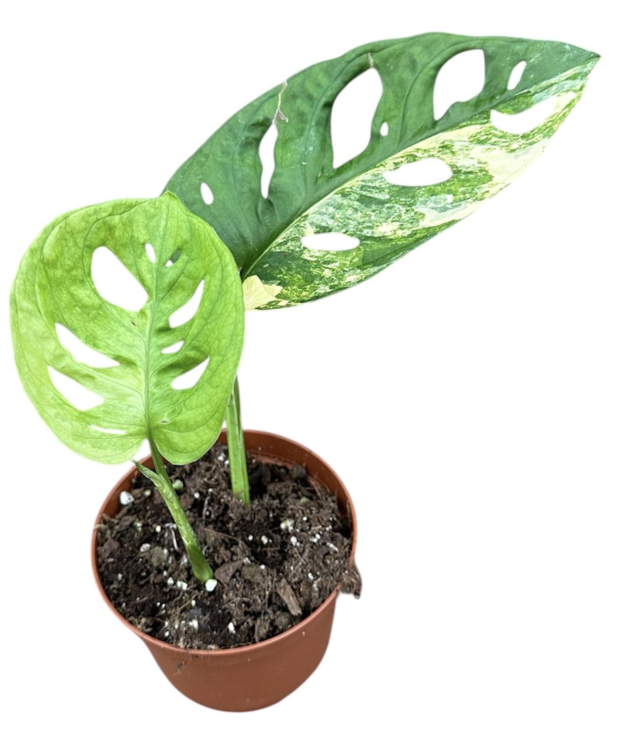 Горшечные цветы и растения оптом Monstera Adansonii Aurea от 1шт из Голландии с доставкой по России