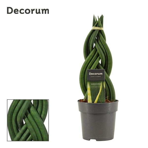 Горшечные цветы и растения оптом Sansevieria Cylindrica 1braid (decorum) от 10шт из Голландии с доставкой по России