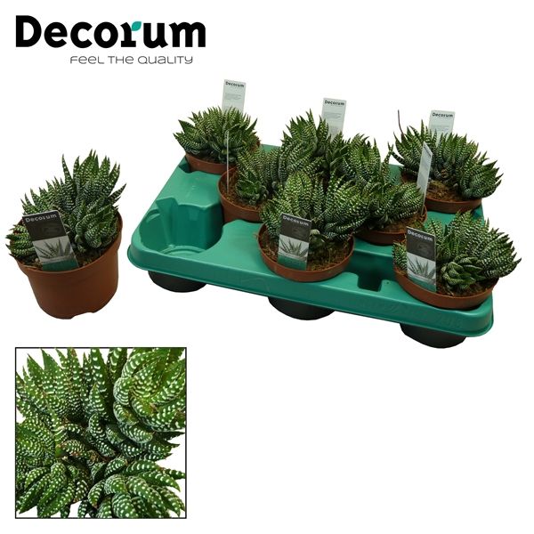 Горшечные цветы и растения оптом Haworthia Zebrina (decorum) от 9шт из Голландии с доставкой по России