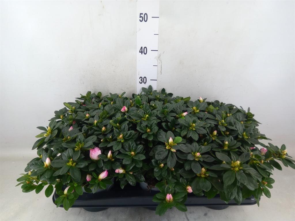 Горшечные цветы и растения оптом Rhododendron Sim. hulsten от 6шт из Голландии с доставкой по России