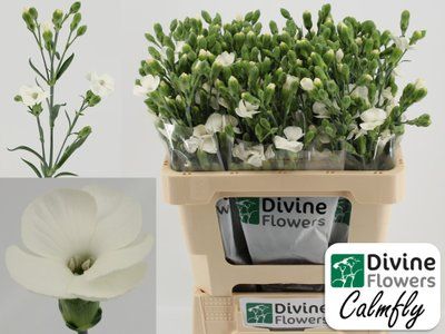 Срезанные цветы оптом Dianthus sp solandis calmfly от 60шт из Голландии с доставкой по России