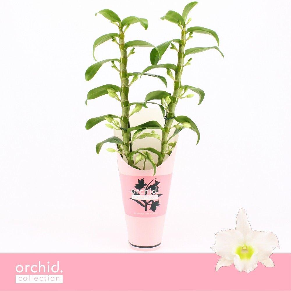 Горшечные цветы и растения оптом Dendr Nob 2st Apollon Orchid Collect от 6шт из Голландии с доставкой по России