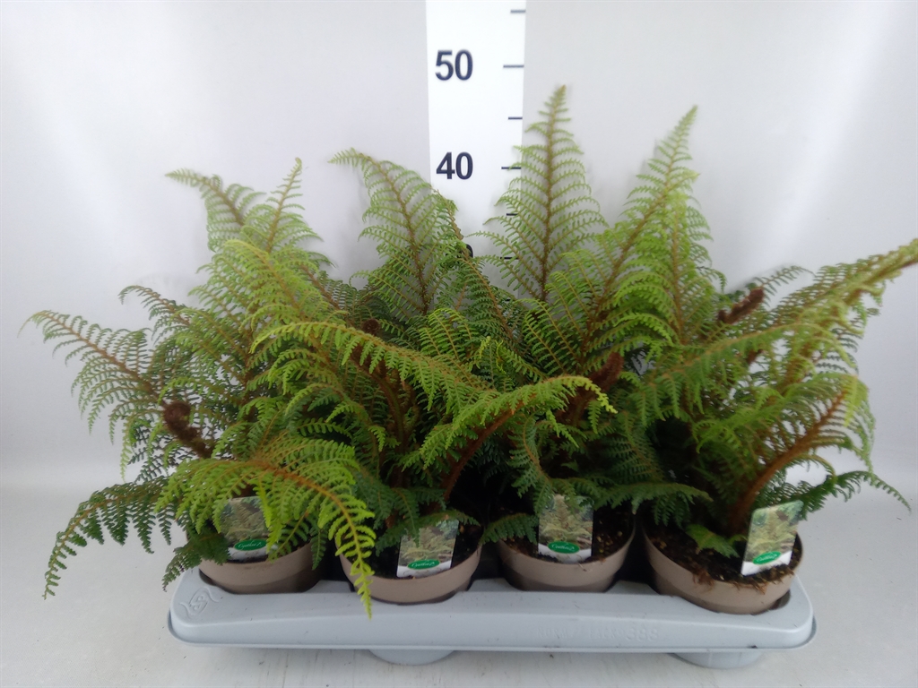 Горшечные цветы и растения оптом Cyathea Highland Lace от 8шт из Голландии с доставкой по России