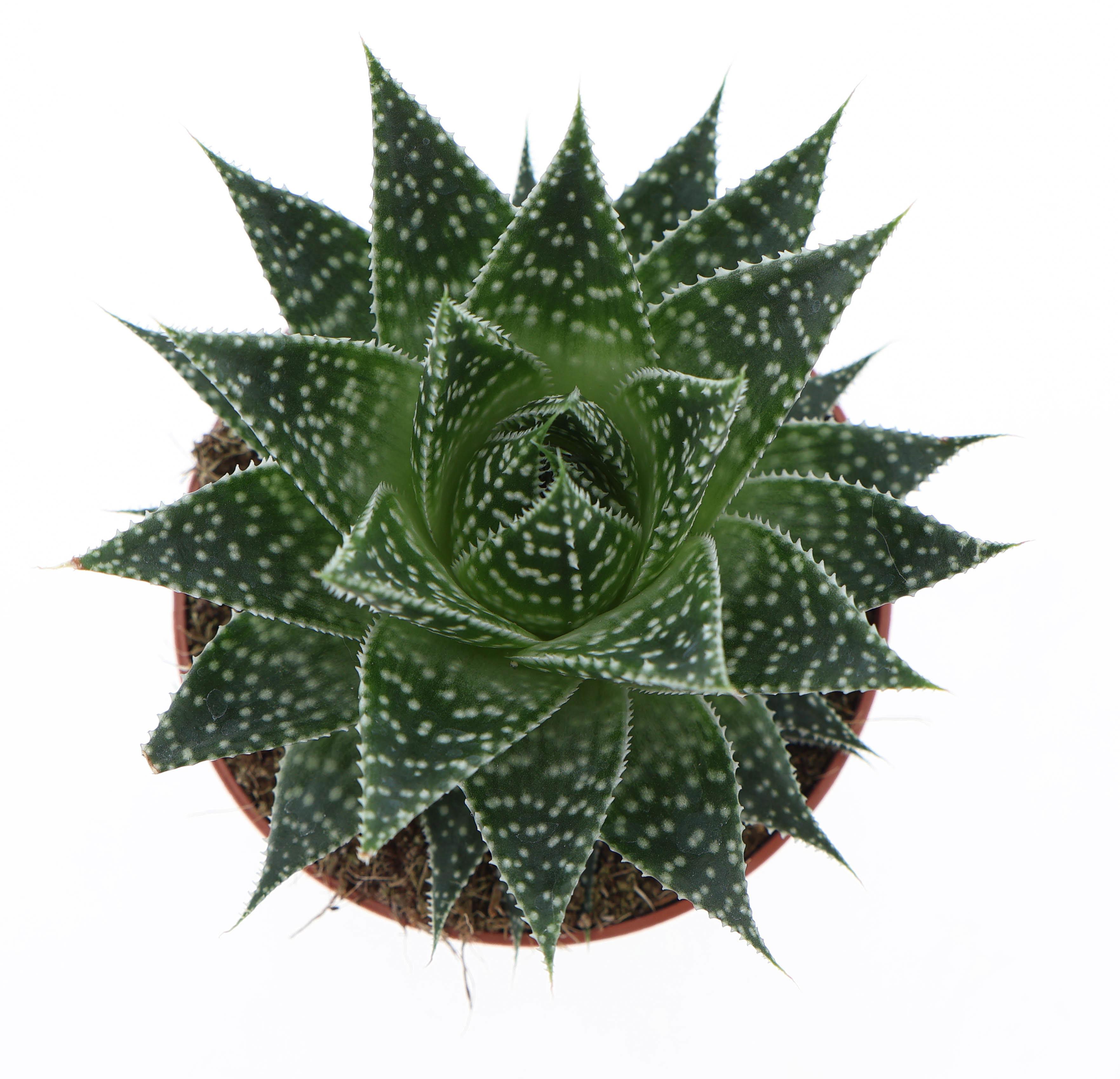 Горшечные цветы и растения оптом Gasteria Aurora от 8шт из Голландии с доставкой по России