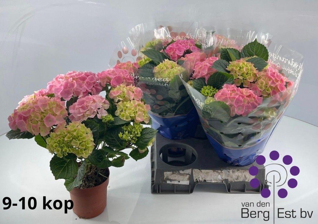 Горшечные цветы и растения оптом Hydr M Sarena от 6шт из Голландии с доставкой по России