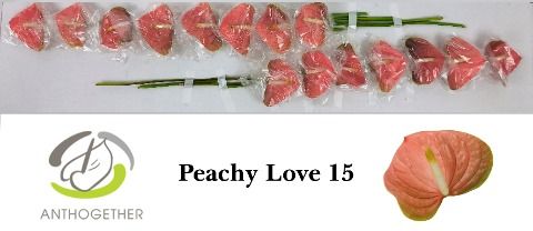 Срезанные цветы оптом Anthurium love peach от 15шт из Голландии с доставкой по России