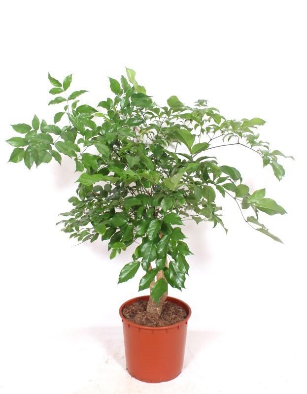 Горшечные цветы и растения оптом Heteropanax Chinensis от 1шт из Голландии с доставкой по России