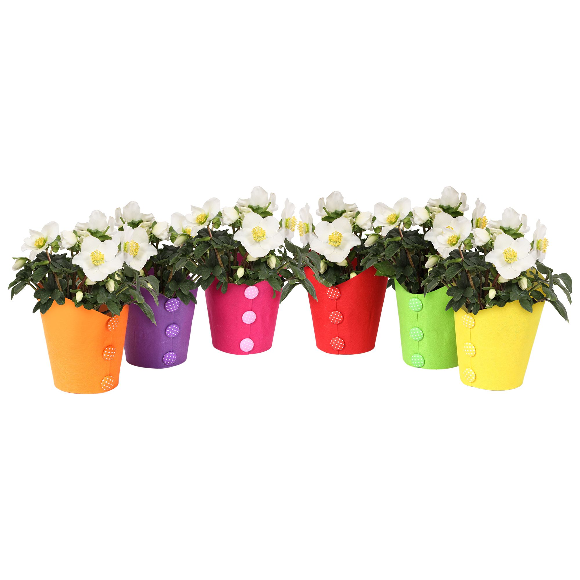 Горшечные цветы и растения оптом Helleborus N. Christmas Carol In Vilten Pot Gemeng от 8шт (для телеги) из Голландии с доставкой по России