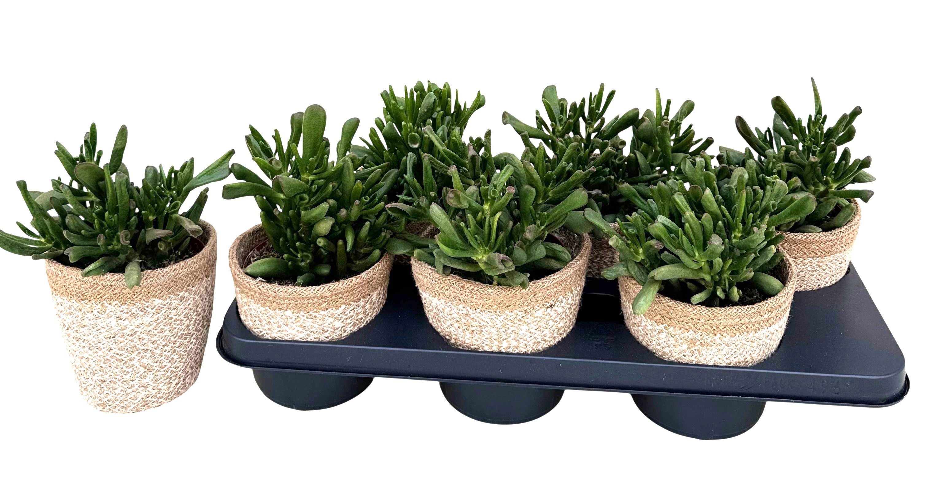 Горшечные цветы и растения оптом Crass Hobbit от 6шт из Голландии с доставкой по России