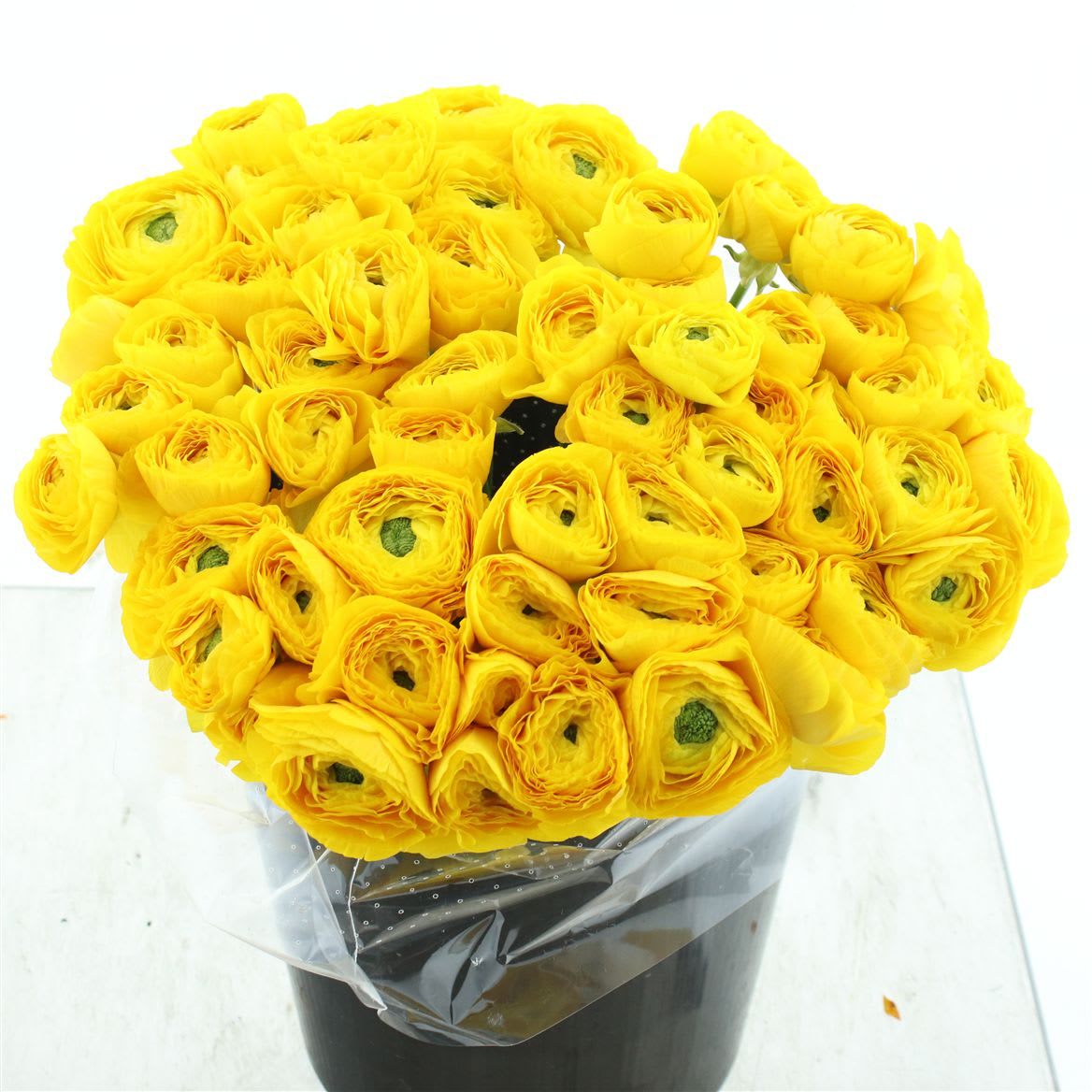 Срезанные цветы оптом Ranunculus success ceres yellow от 100шт из Голландии с доставкой по России