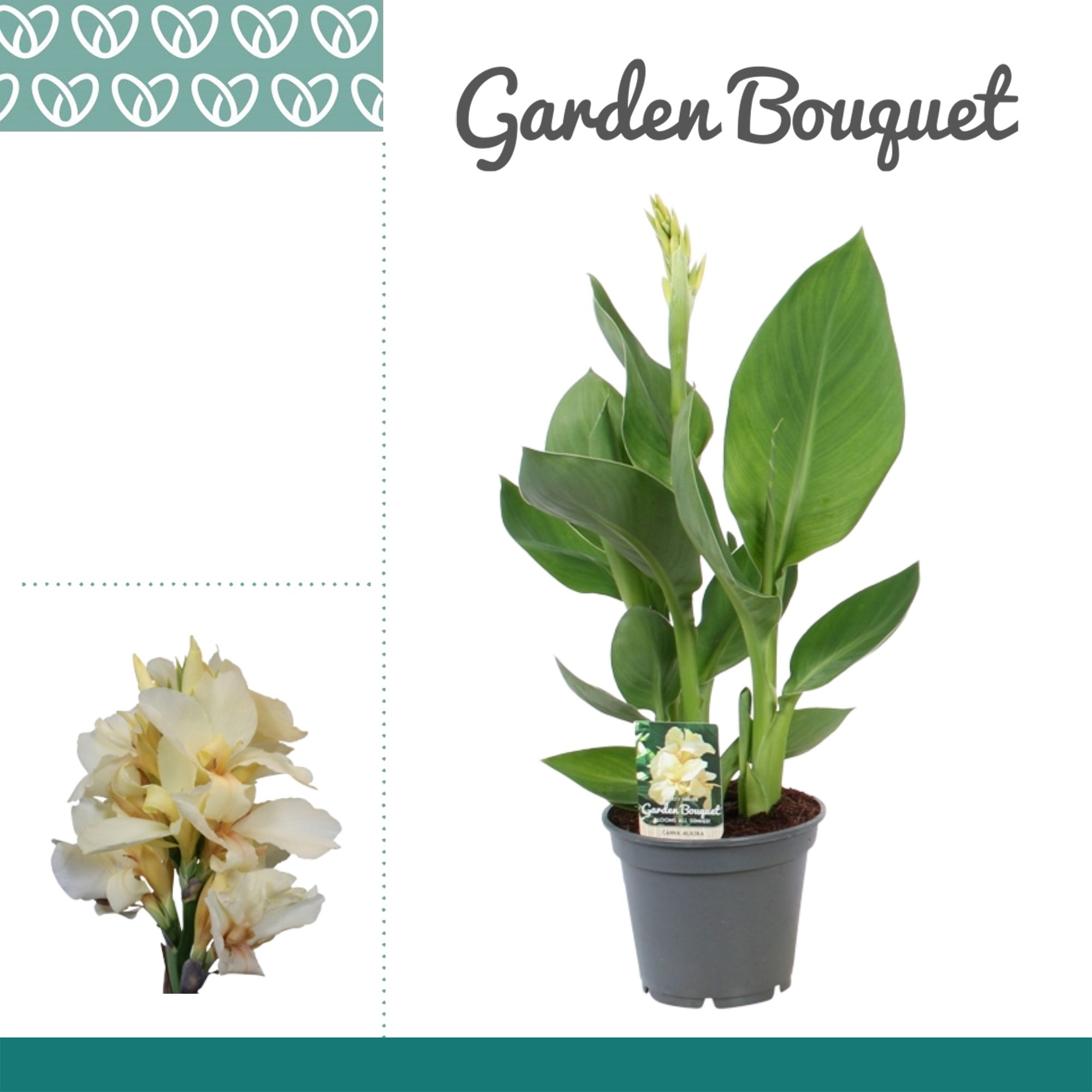 Горшечные цветы и растения оптом Canna Alaska от 6шт из Голландии с доставкой по России