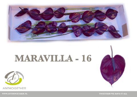 Срезанные цветы оптом Anthurium maravilla от 16шт из Голландии с доставкой по России