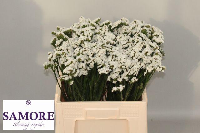 Срезанные цветы оптом Statice silvery sun birds от 100шт из Голландии с доставкой по России