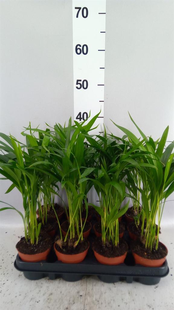 Горшечные цветы и растения оптом Dypsis Lutescens ...chrysalidoca от 12шт (для телеги) из Голландии с доставкой по России