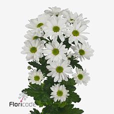 Срезанные цветы оптом Chrys sp kennedy от 20шт. из Голландии с доставкой по России