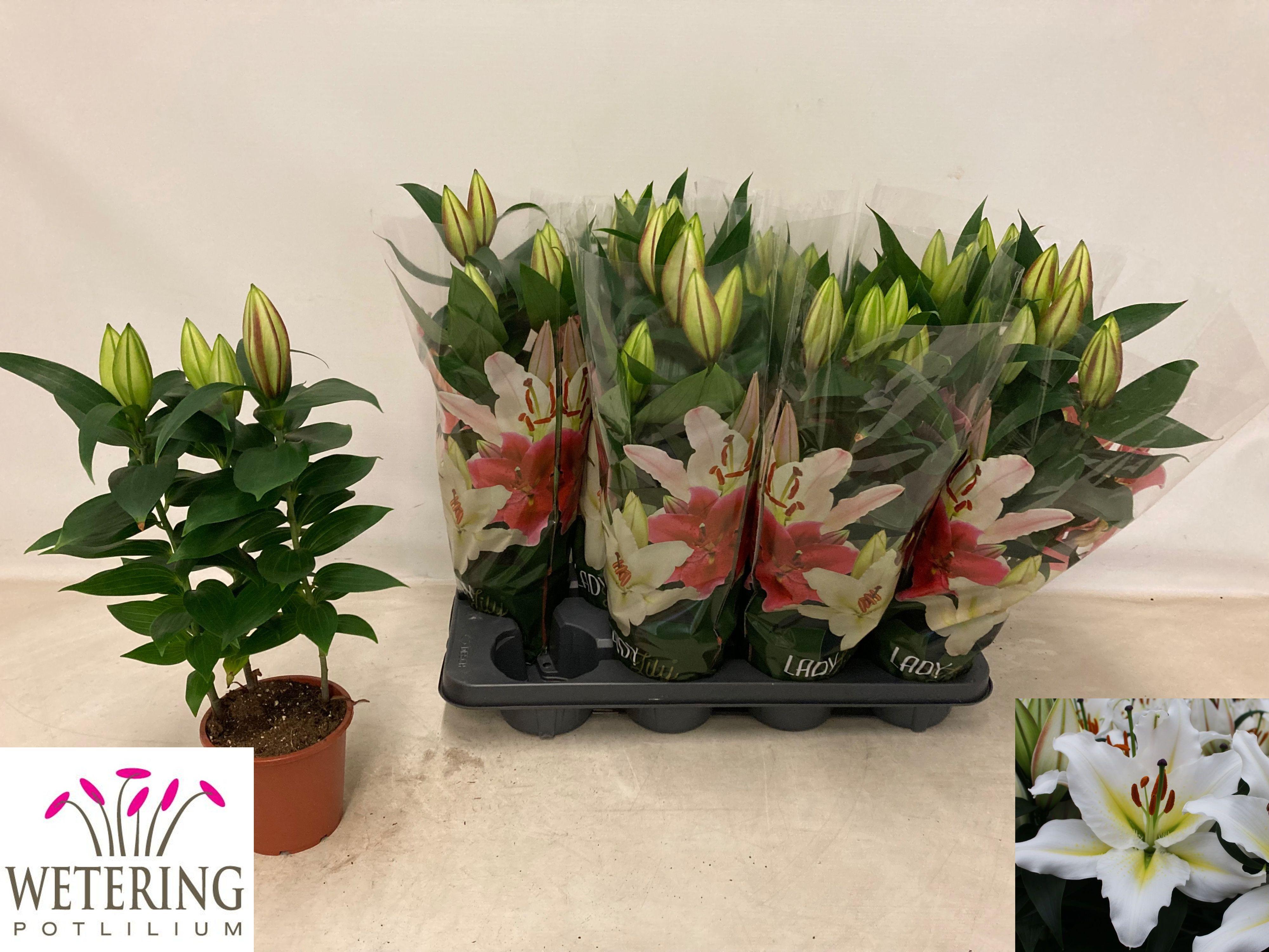 Горшечные цветы и растения оптом Lil Or Sunny Azores от 8шт из Голландии с доставкой по России Горшечные цветы и растения оптом Lil Or Sunny Azores от 8шт из Голландии с доставкой по России