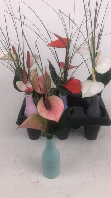 Срезанные цветы оптом Anthurium love mix от 8шт из Голландии с доставкой по России