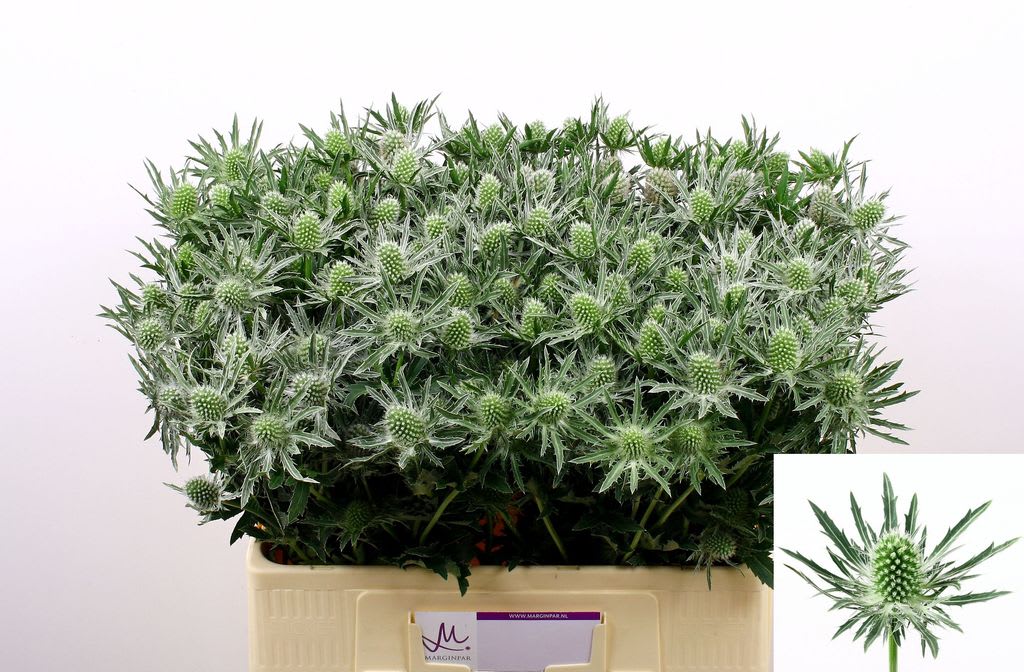 Срезанные цветы оптом Eryngium sirius от 40шт. из Голландии с доставкой по России