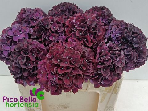 Срезанные цветы оптом Hydrangea mag ruby red purple от 10шт из Голландии с доставкой по России