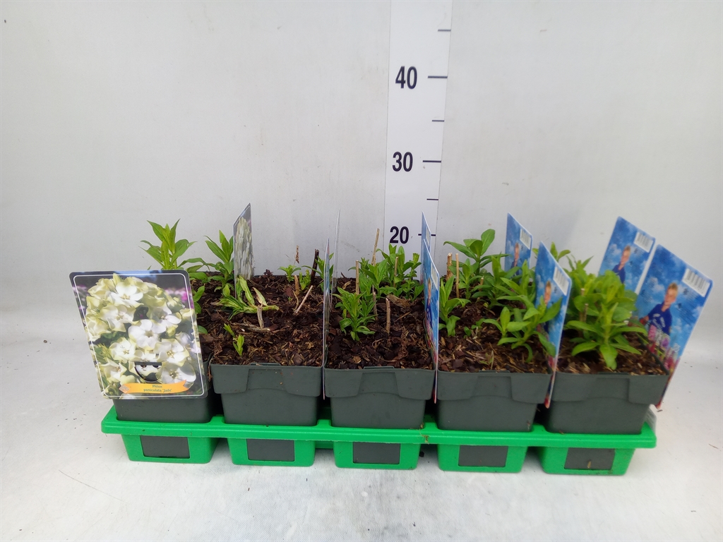 Горшечные цветы и растения оптом Phlox Panic.   ... от 10шт из Голландии с доставкой по России