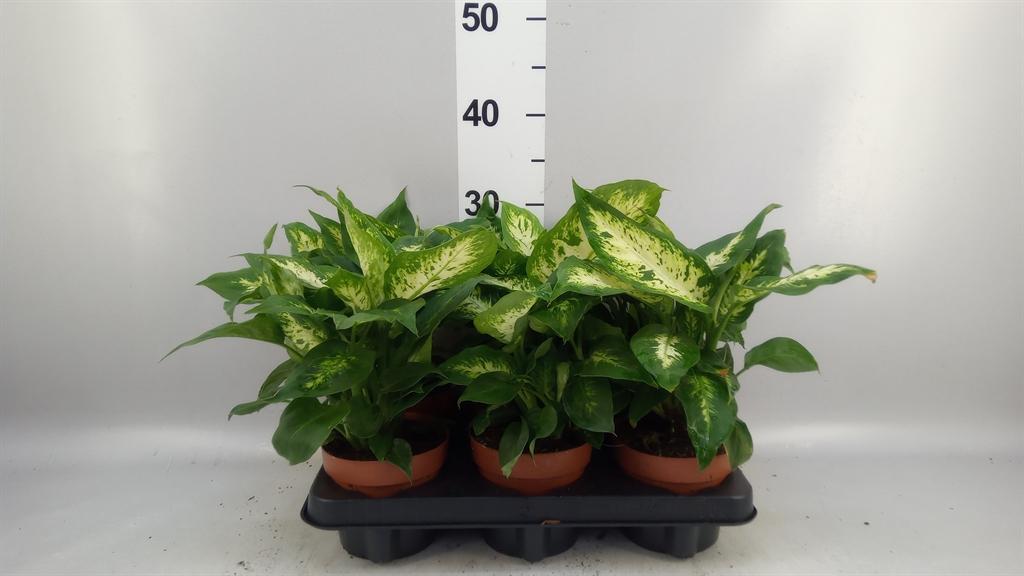 Горшечные цветы и растения оптом Dieffenbachia compacta от 6шт из Голландии с доставкой по России