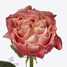 Срезанные цветы оптом Rosa large capriola от 50шт из Голландии с доставкой по России