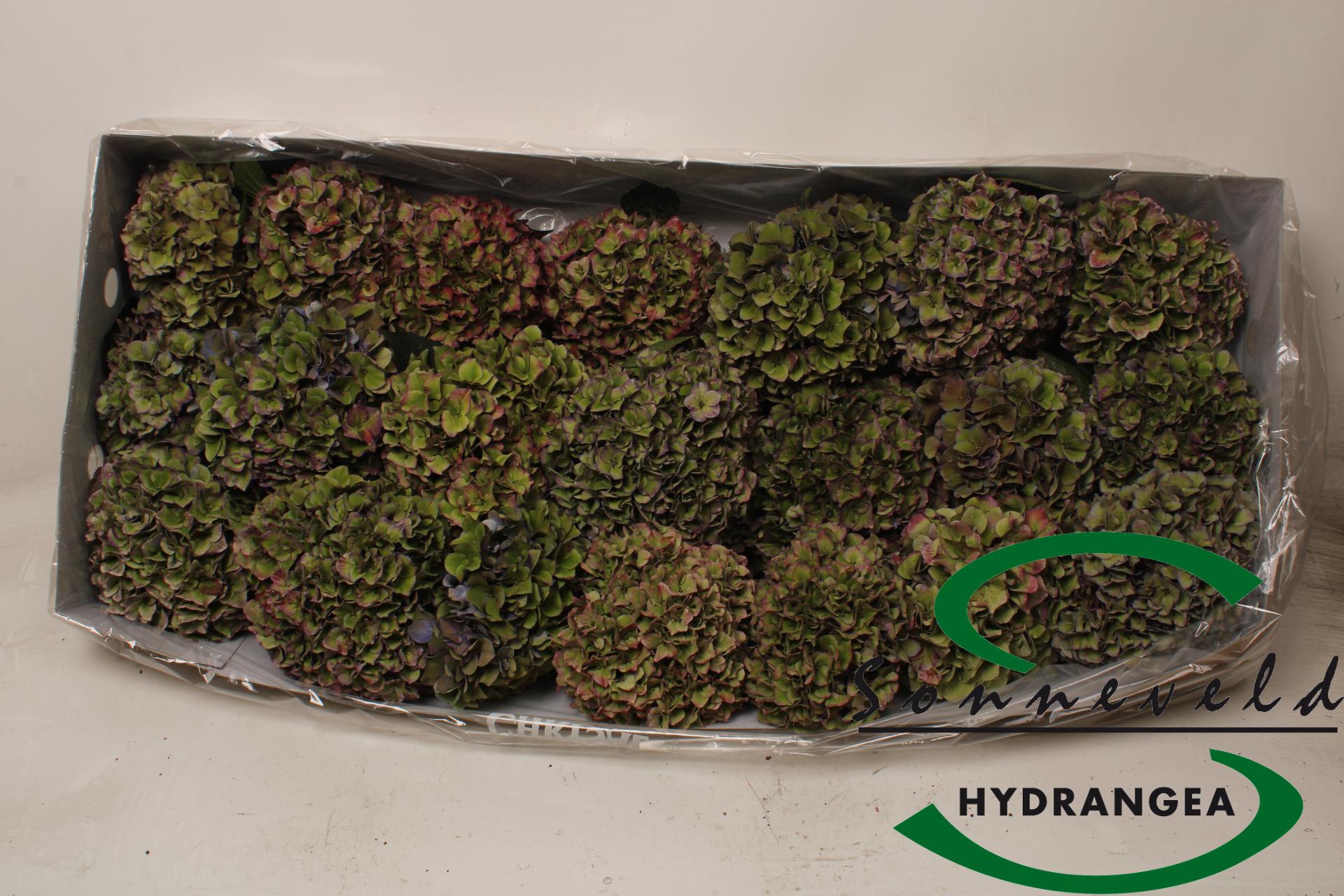 Срезанные цветы оптом Hydrangea mixbox rodeo от 36шт из Голландии с доставкой по России