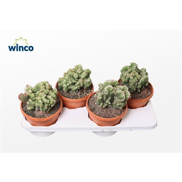 Горшечные цветы и растения оптом Cereus Peruvianus Monstruoza Cristata от 4шт из Голландии с доставкой по России