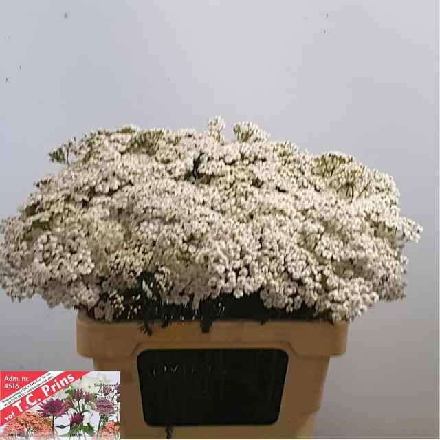 Срезанные цветы оптом Achillea white beauty от 60шт из Голландии с доставкой по России