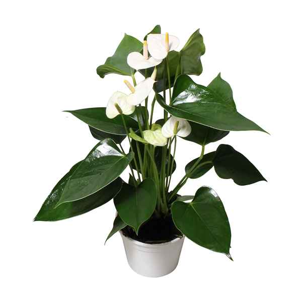 Горшечные цветы и растения оптом Anth An Arisa White 6+ от 6шт из Голландии с доставкой по России