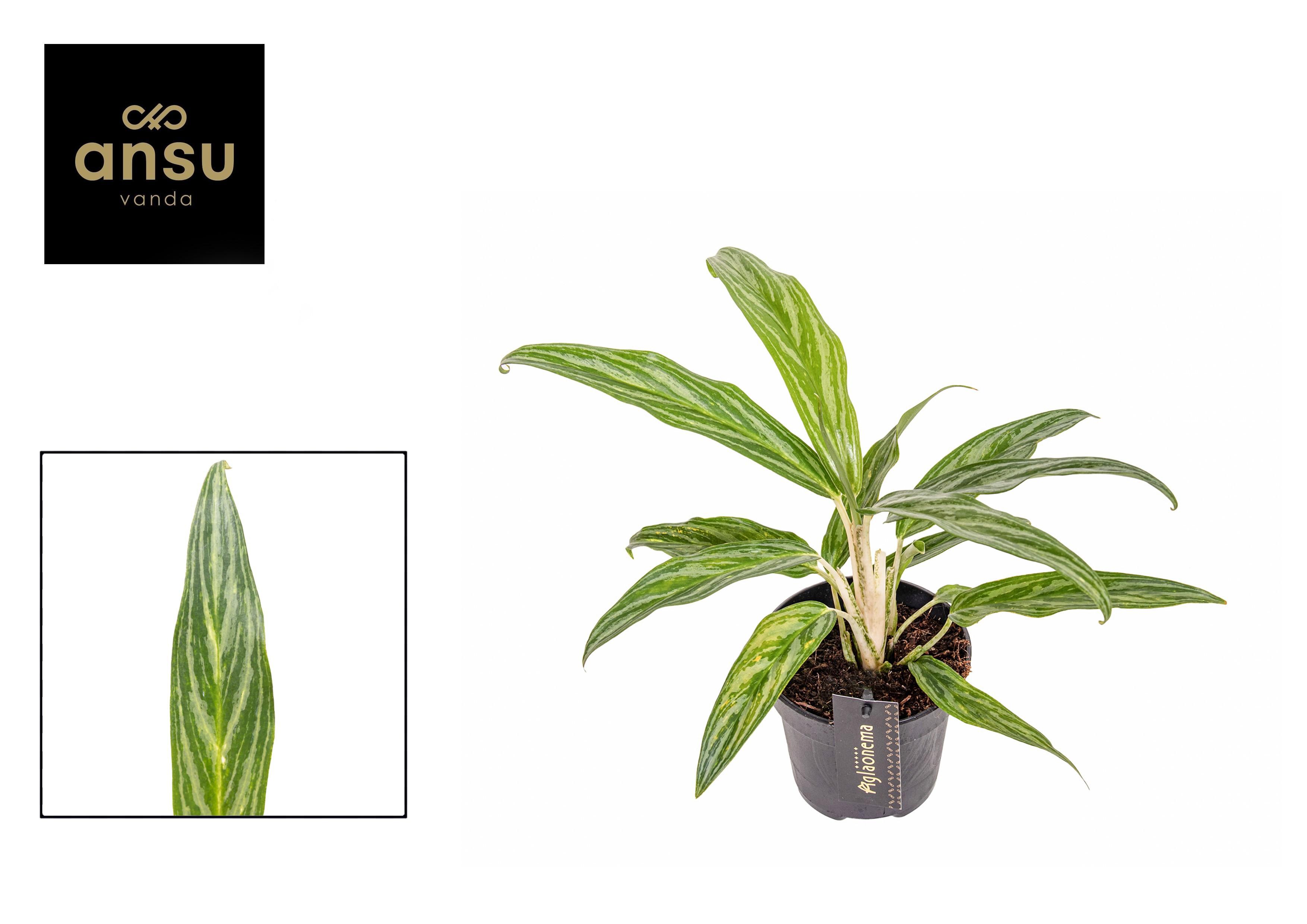 Горшечные цветы и растения оптом Aglaonema Sunray Green от 6шт из Голландии с доставкой по России