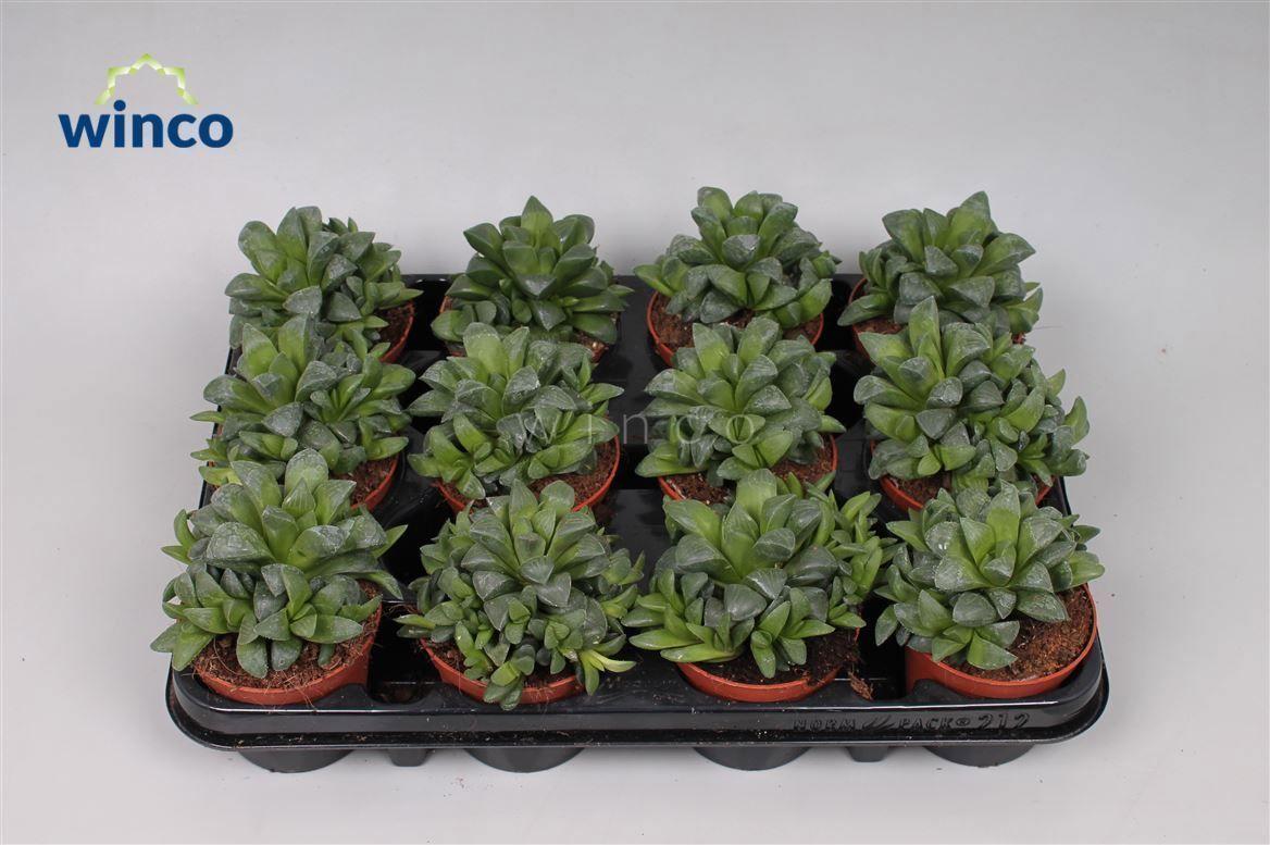 Горшечные цветы и растения оптом Haworthia Retusa Ssp. от 18шт (для телеги) из Голландии с доставкой по России