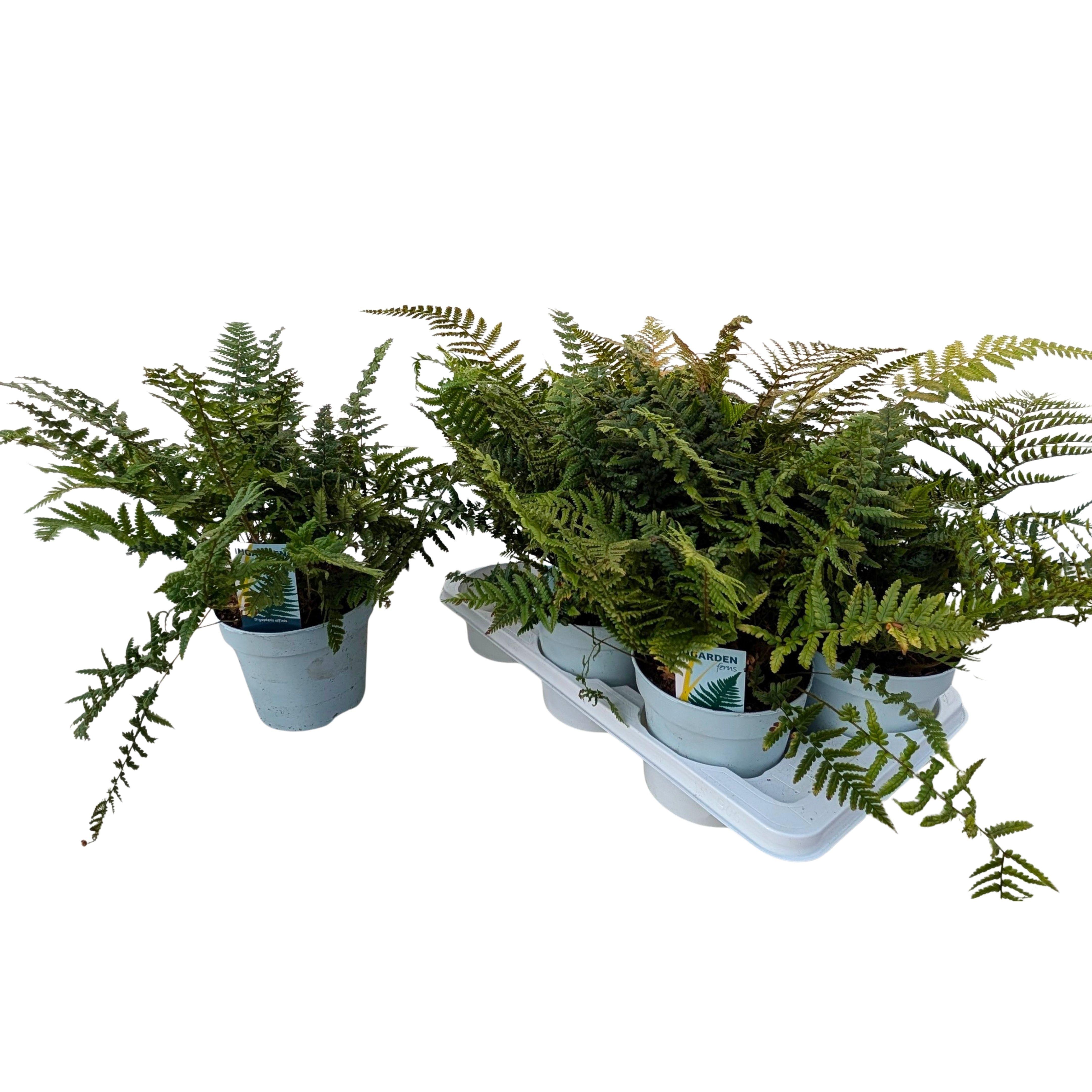 Горшечные цветы и растения оптом Varens Gem от 6шт из Голландии с доставкой по России