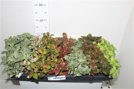 Горшечные цветы и растения оптом Gaultheria Mucronata AA от 8шт из Голландии с доставкой по России