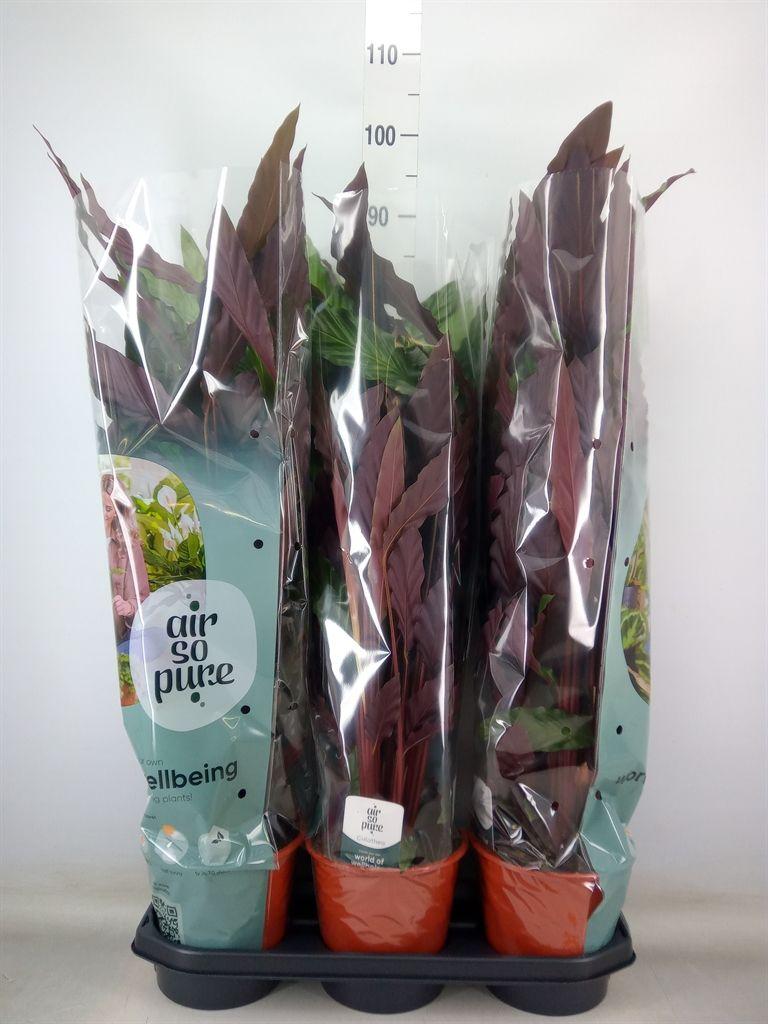 Горшечные цветы и растения оптом Calathea Rufibarba от 3шт из Голландии с доставкой по России