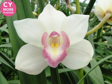 Срезанные цветы оптом Minicymbidium white earliflor от 8шт. из Голландии с доставкой по России