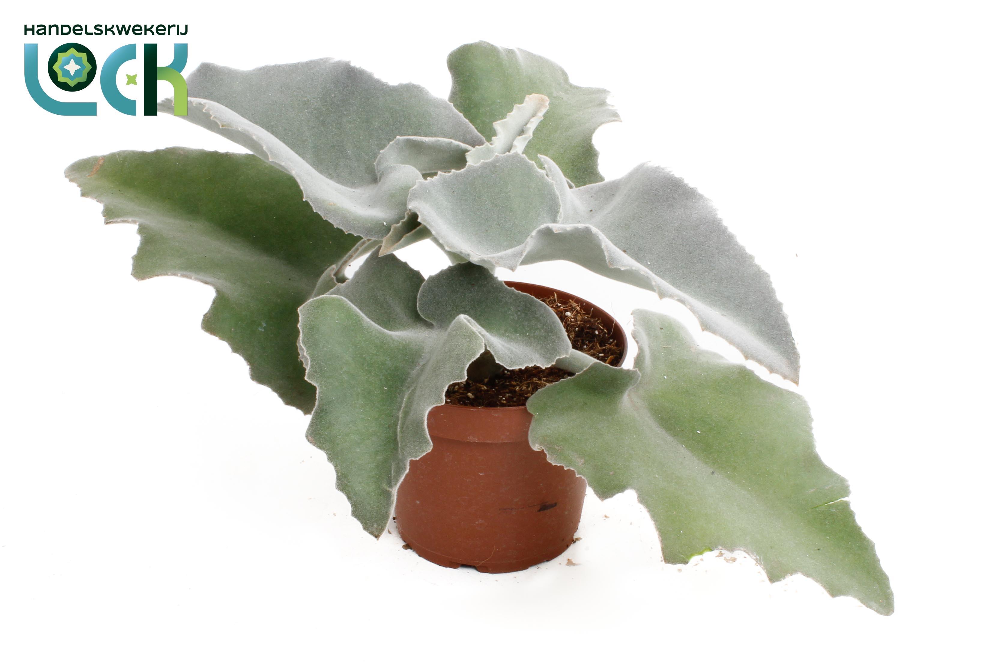 Горшечные цветы и растения оптом Kalanchoe Beharensis от 3шт из Голландии с доставкой по России
