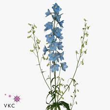 Срезанные цветы оптом Delphinium en sky waltz от 40шт из Голландии с доставкой по России