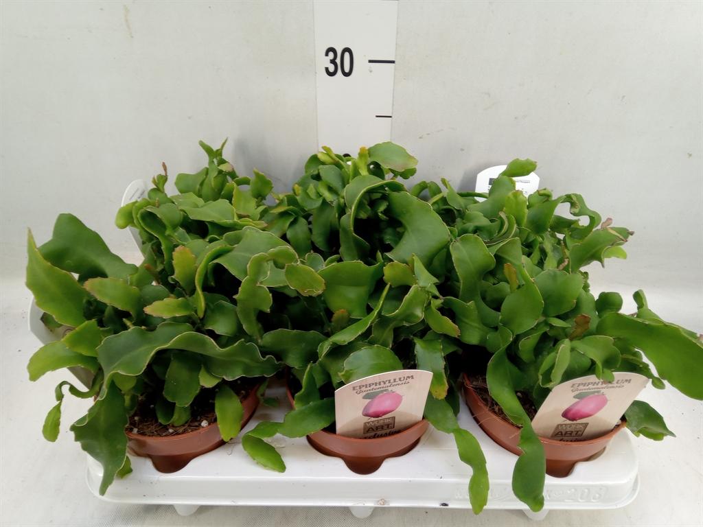 Горшечные цветы и растения оптом Epiphyllum Guatem. Var. Monstrosa от 6шт из Голландии с доставкой по России