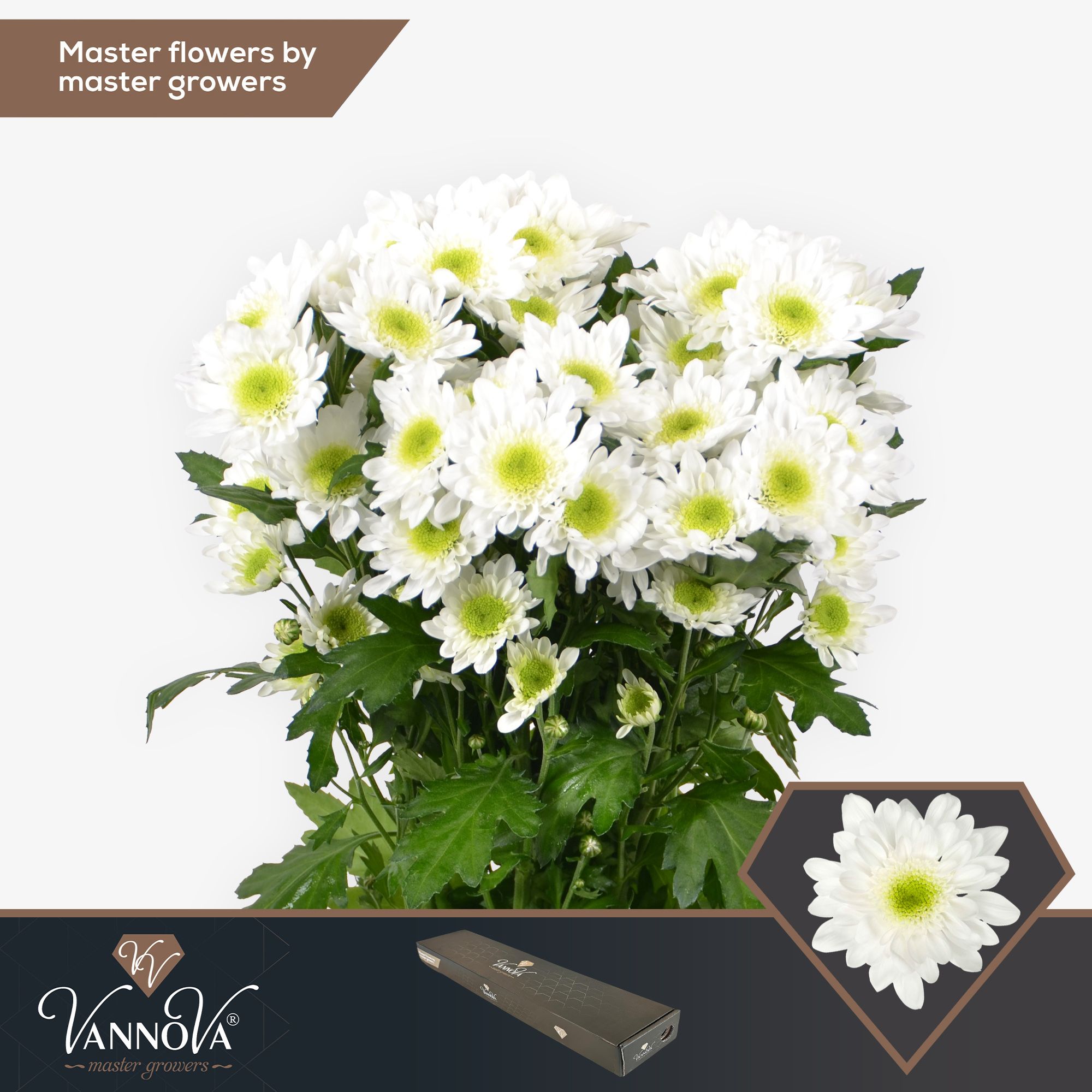 Срезанные цветы оптом Chrys sp radost от 20шт из Голландии с доставкой по России