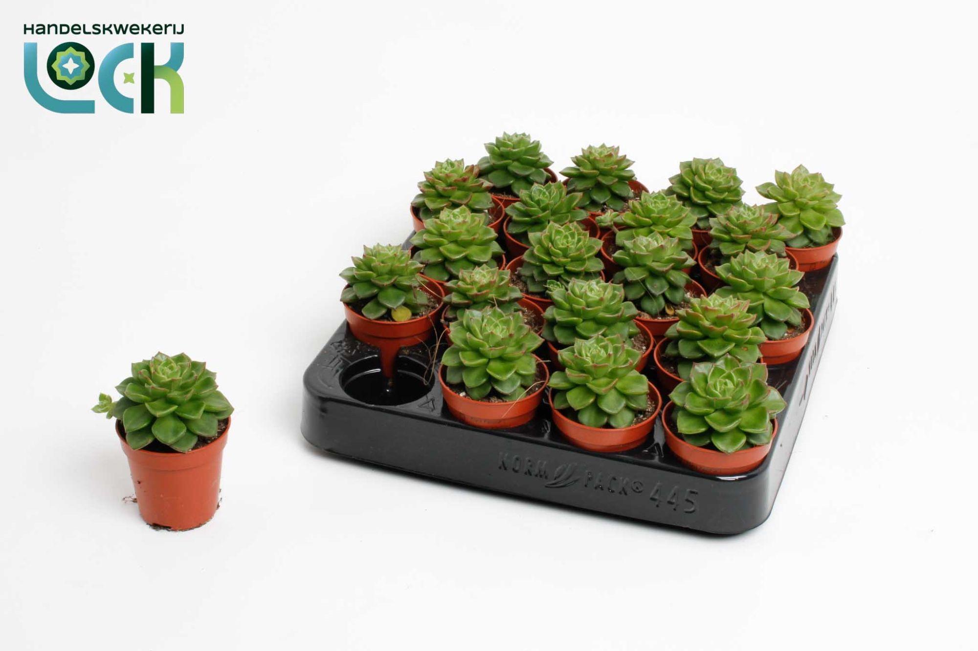 Горшечные цветы и растения оптом Echev Affinis от 20шт (для телеги) из Голландии с доставкой по России