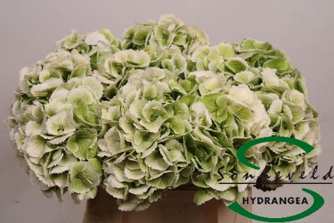 Срезанные цветы оптом Hydrangea schneeball classic от 10шт из Голландии с доставкой по России