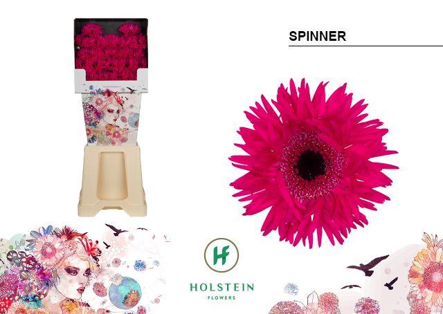 Срезанные цветы оптом Germini diamond gerspider spinner от 80шт из Голландии с доставкой по России