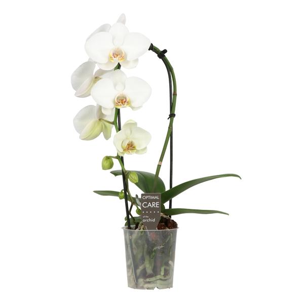 Горшечные цветы и растения оптом Phal 1st Cascade Crown White от 8шт (для телеги) из Голландии с доставкой по России