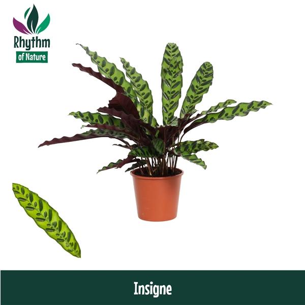 Горшечные цветы и растения оптом Calathea Insigne Rhythm Of Nature от 8шт из Голландии с доставкой по России