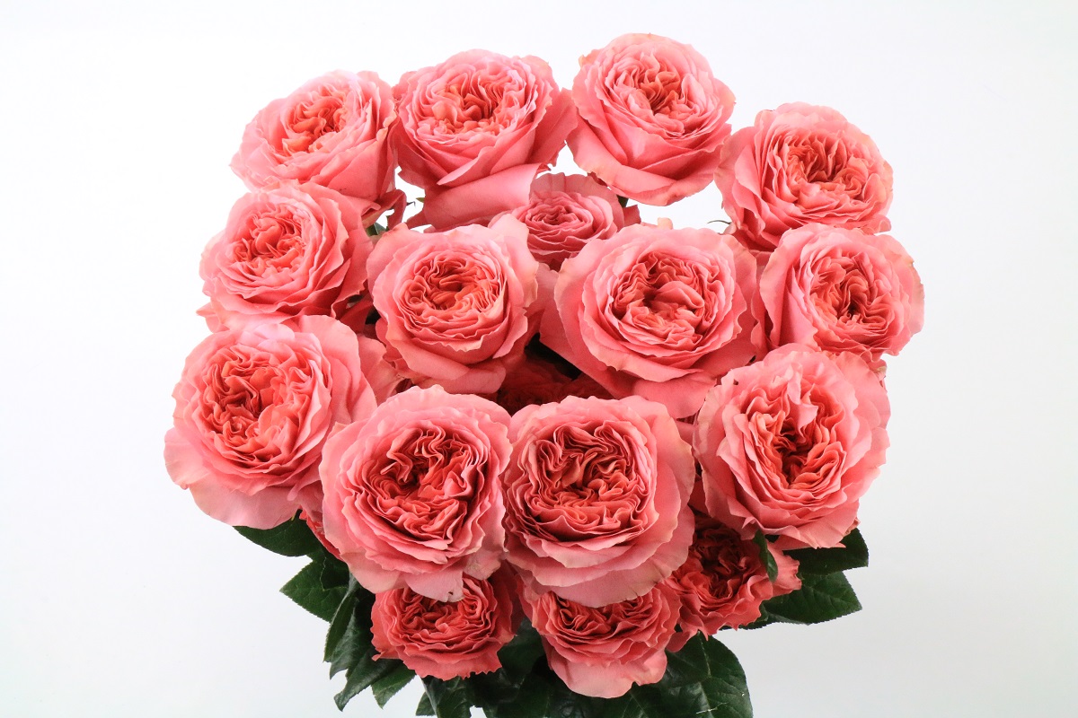 Срезанные цветы оптом Rosa ec garden candy xpression от 125шт из Голландии с доставкой по России